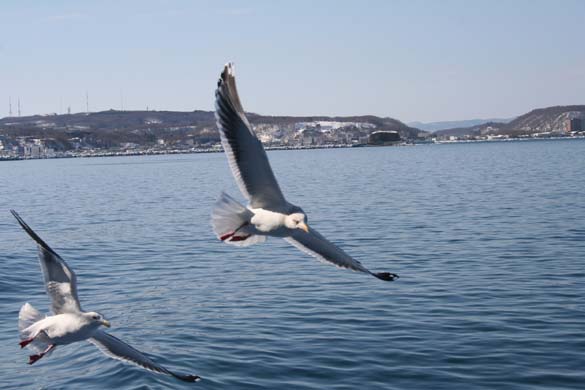 seagull Japan