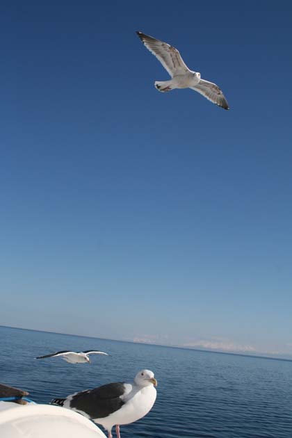 Sea birds follow the Aurora out to sea