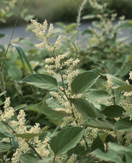 Japanese knotweed