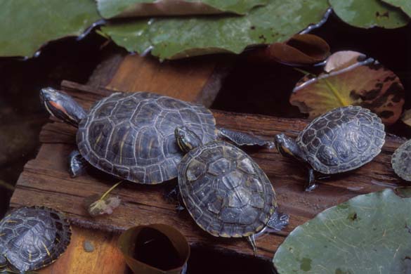 red eared terrapins 