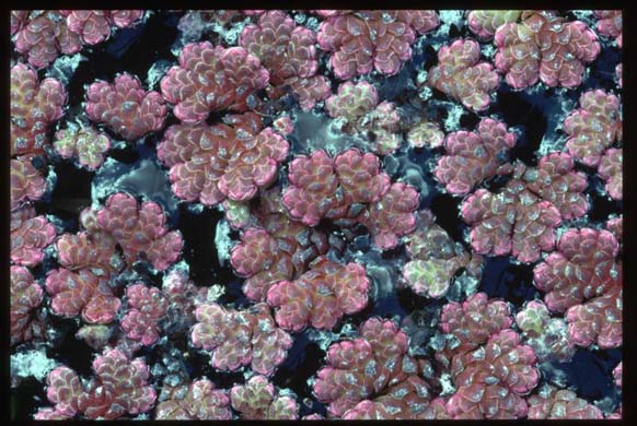 Azolla fern