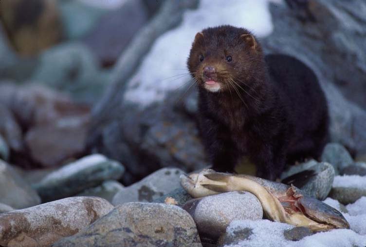 American Mink