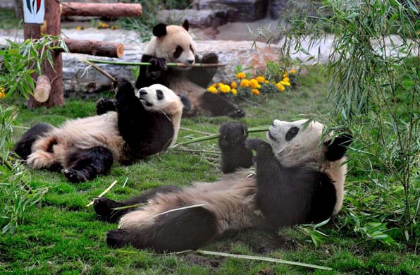 Giant pandas eating bamboo
