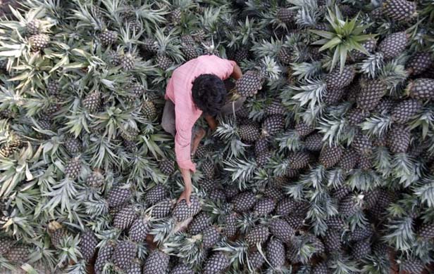 Man harvesting pineapples