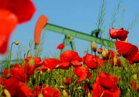 Poppies by oilrig