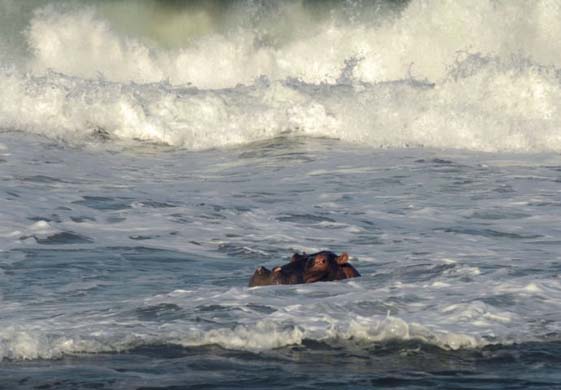 Hippo in Thompsons bay