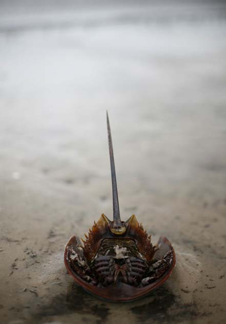 Horseback crab