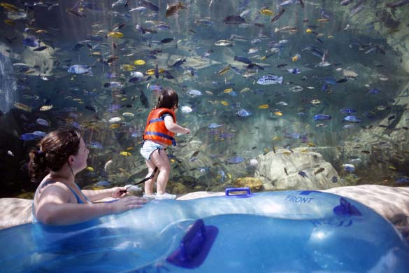 Swimmers at Sea world florida