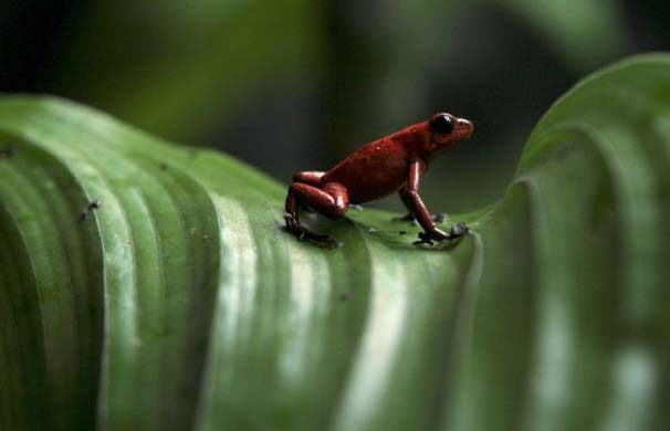 Blue jeans dart frog