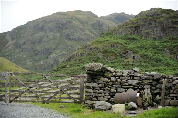 Sheep dog in the Lake District