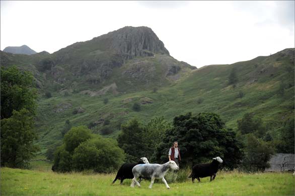 Neil Johnson with Herdwick sheep