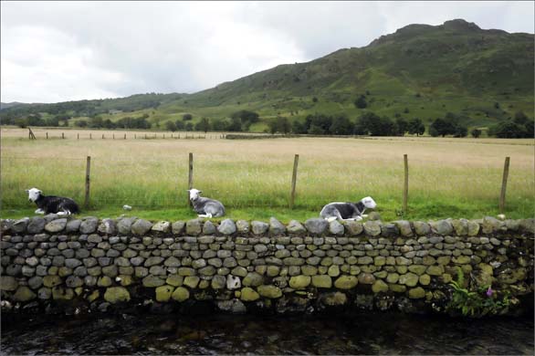 Herdwick sheep