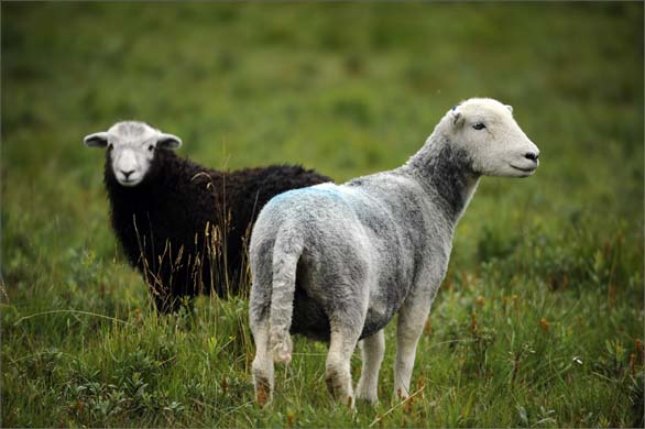 herdwick sheep portrayal
