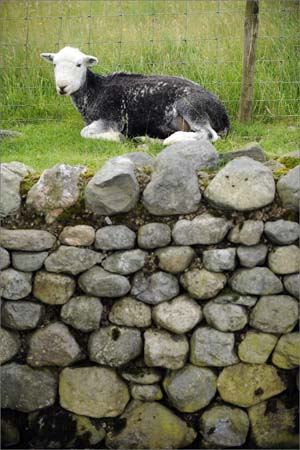 Herdwick sheep