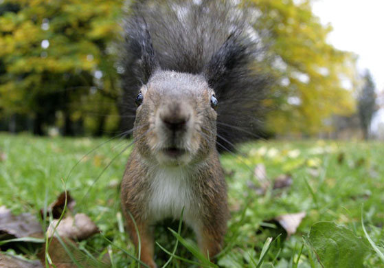 Ljubljana, Slovenia: A squirrel in Tivoli park