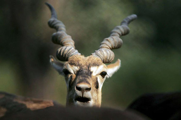 Delhi, India: A blackbuck at its enclosure at the national zoological park