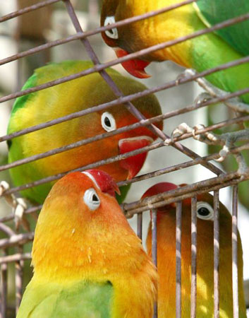 Cairo, Egypt: Lovebirds in a cage eye look at a stray bird which is looking for food