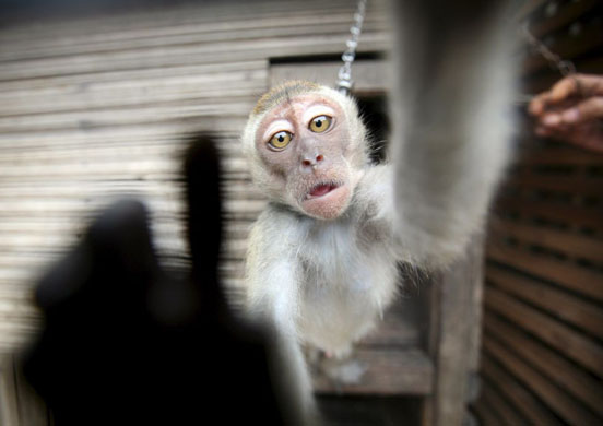 Jakarta, Indonesia: A monkey is chained on its cage before it is trained for a monkey circus