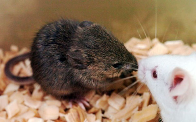 Kobe, Japan: A cloned mouse created with a new technology