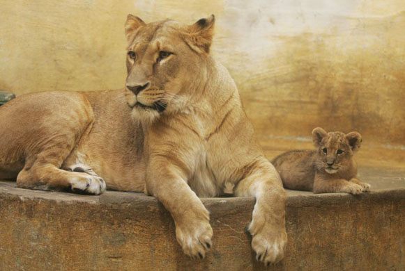 Rostock, Germany: A two-and-a-half-month old lion lays beside its mother in their enclosure at the zoo