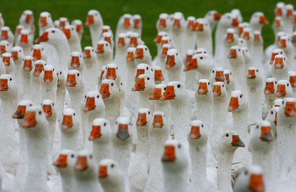 Kuhhorst, Germany: Free-range geese are herded together at a farm. Goose is a popular dish in Germany for the Christmas day meal