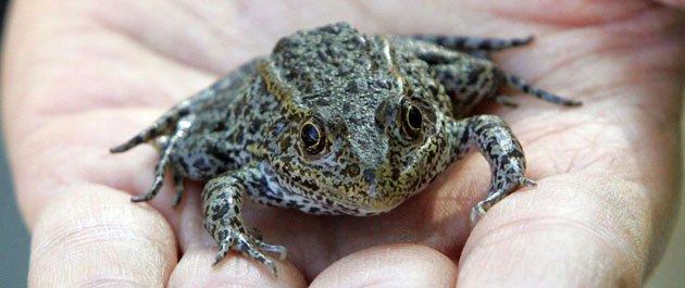 New Orleans, US: A gopher frog sits in the hand of Audubon zoo curator Nick Hanna