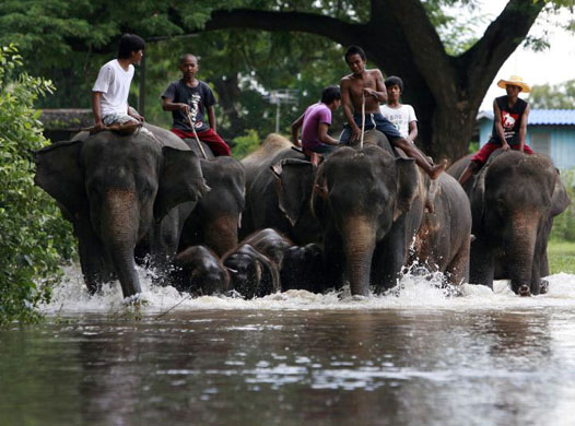 Ayutthaya, Thailand: Elephants walk along a flooded road, near the Lopburi river, into the Royal Elephant Kraal