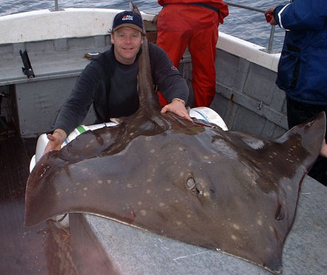 Common skate Dipturus batis