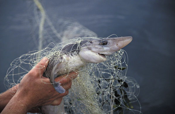 Spiny Dogfish Shark Squalus acanthias  killed in fishing net 