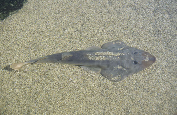 Guitarfish