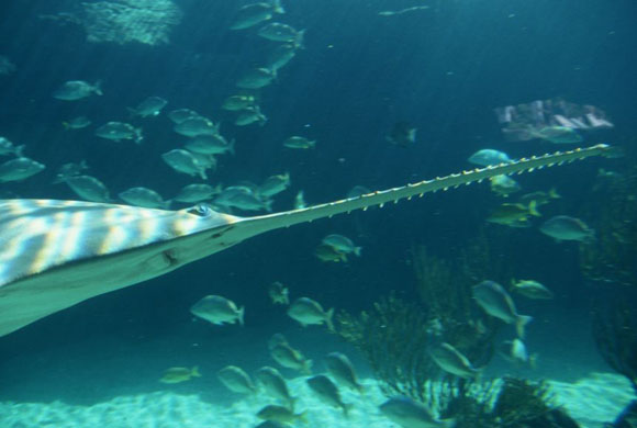 Sawfish 