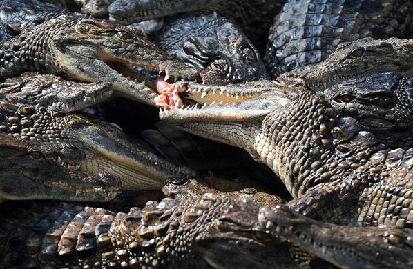 Civaux, France: Nile crocodiles fight to eat a piece of meat at the animal park 'La Planete des crocodiles'