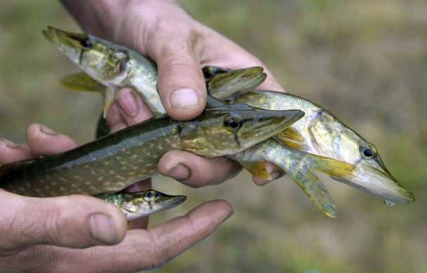 Cerknica, Slovenia: A fisherman holds a handful of young pikes during a rescue operation at the intermittent lake Cerknica