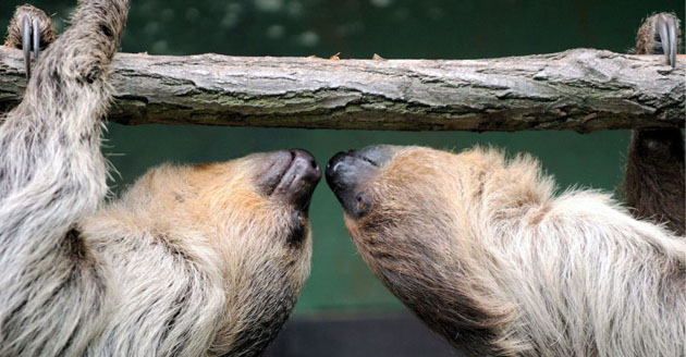 Heidelberg, Germany: Two-toed sloths hang on to a branch in their enclosure at the zoo