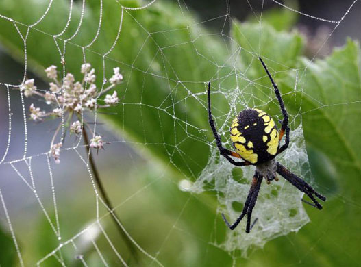 Oakland, US: A large yellow garden spider hangs in a summer squash plant