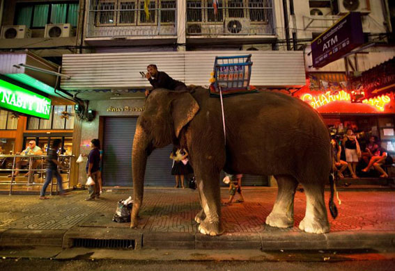 Bangkok, Thailans: A mahout sits on an adult elephant in the red light district of Nana