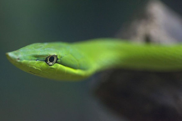 Sao Paulo, Brazil: A green vine snake at the Butantan Institute