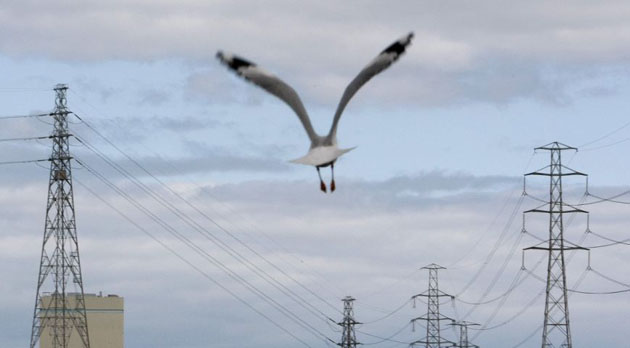 Melbourne, Australia: A seagull flies past high voltage electrical transmission towers