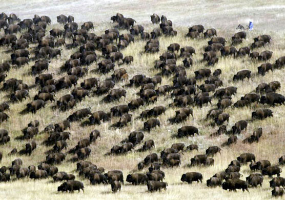 Custer State Park, US: A herd of buffalo charge down the hill towards the corral area at the annual roundup