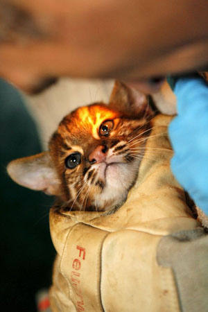 Wuppertal, Germany: A keeper holds a young Asian golden cat (Catopuma temminckii) at the zoo