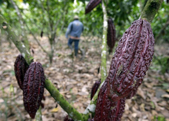 Uchiza, Peru: Ex-coca farmer Willian Montejo in his plantation of cacao