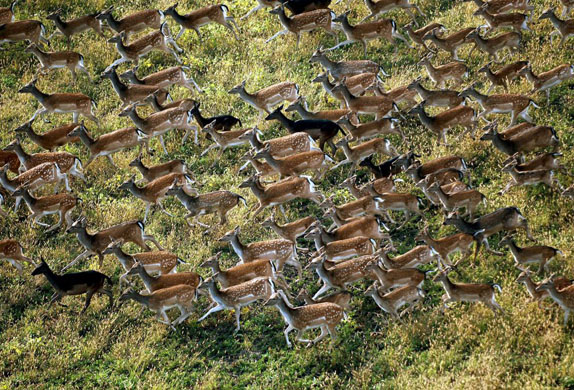 Sarkad, Hungary: A flock of female fallow deer runs across open grassland