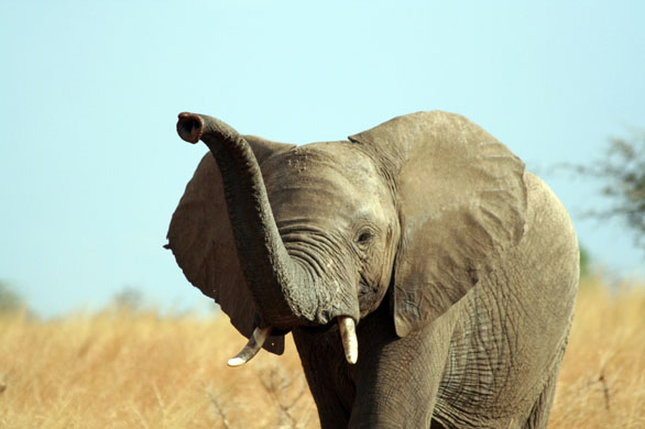 African Elephant