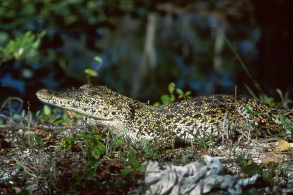Cuban Crocodile C rhombifer