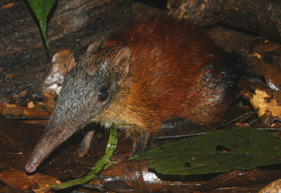 Grey faced sengi