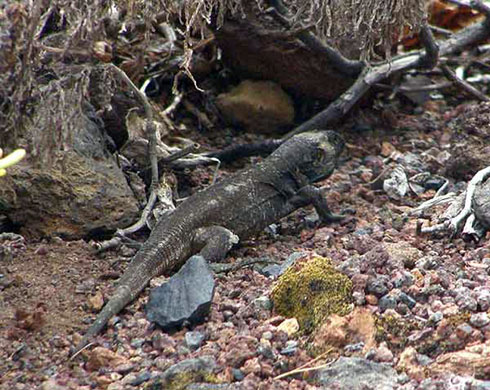 La Palma Giant Lizard