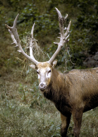 Pere David's Deer