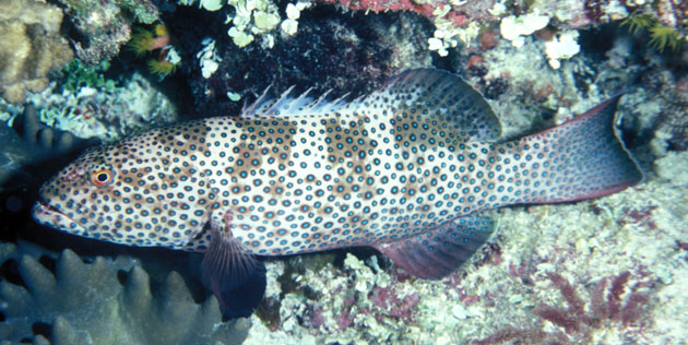 Squaretail Coral Grouper (Plectropomus areolatus)