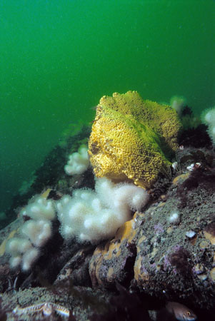 Boring sponge, large mass