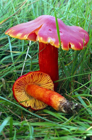 Crimson waxcap
